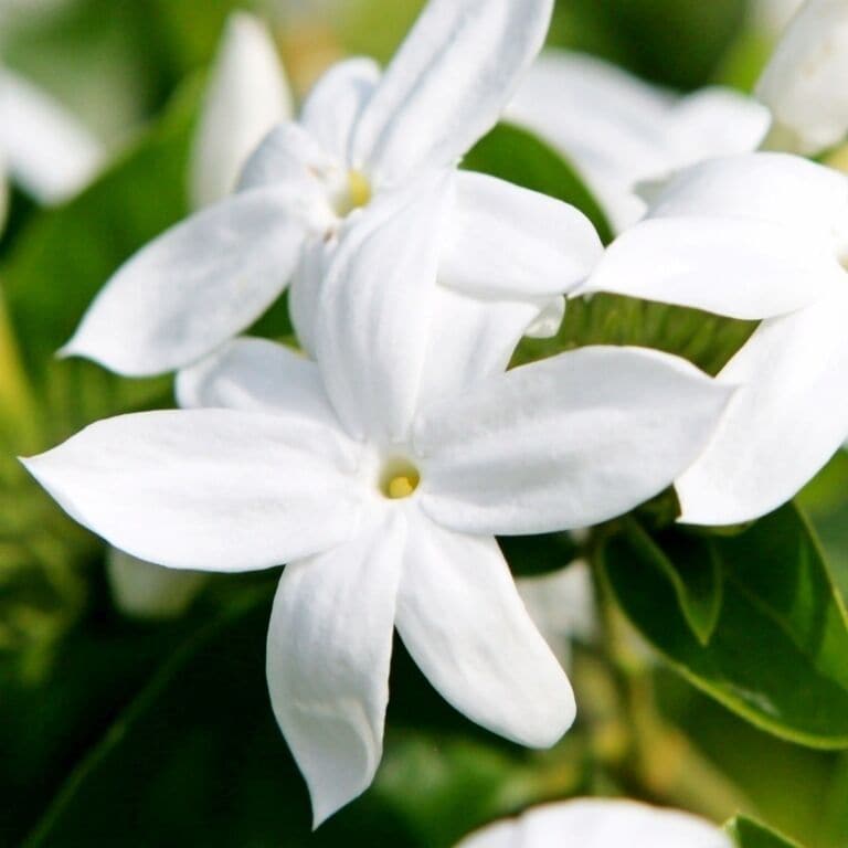 Stephanotis in full bloom all around the well-manicured grounds of the lodge.