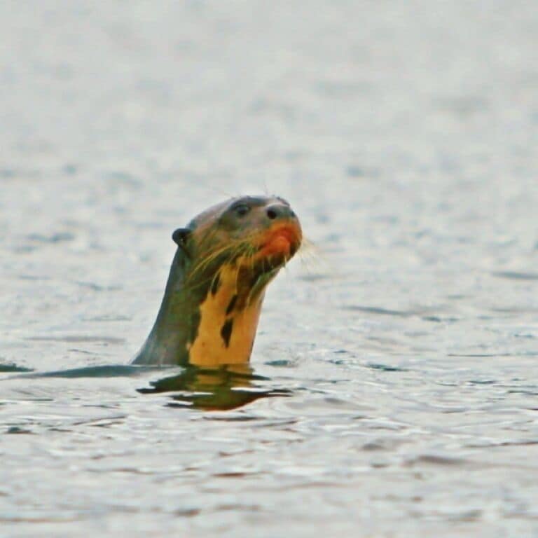 A giant river otter scoping us out on Lake Sandoval. The giant otter is endangered, with an estimated world population of fewer than 5000 animals. Males can grow beyond 5.5ft long (1.7m) and weigh up to 100lbs (45kg). Lake Sandoval hosts a resident family, so if you stay at the lodge bs sure to organize a trek to the lake (30min boat ride + 1.5hr hike) - you might get lucky and "meet" one if these curious creatures.