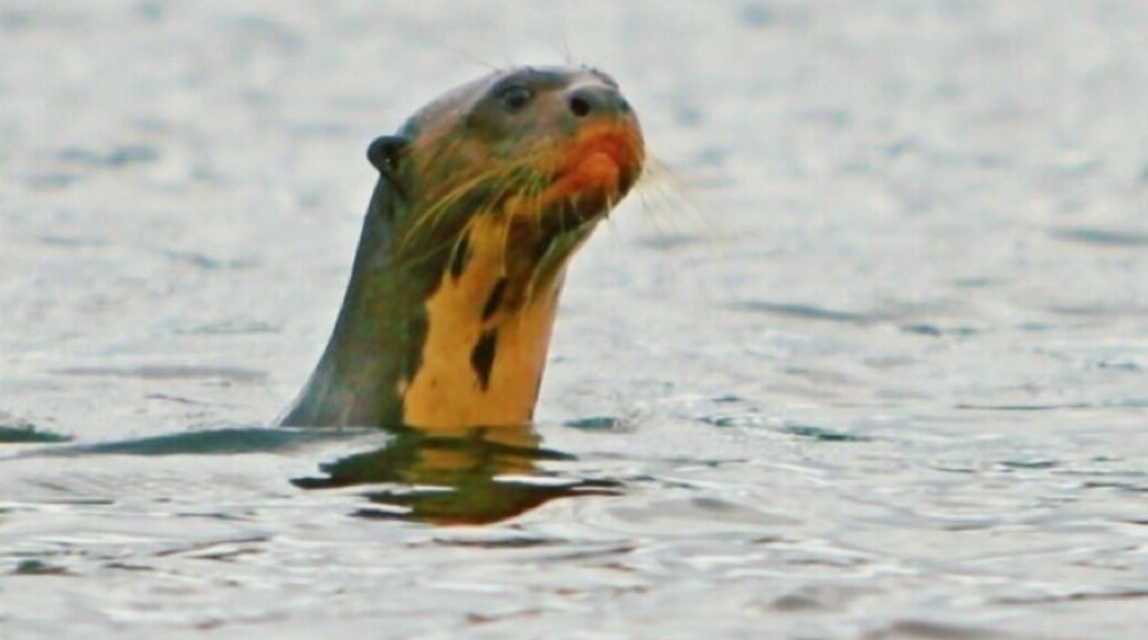 A giant river otter scoping us out on Lake Sandoval. The giant otter is endangered, with an estimated world population of fewer than 5000 animals. Males can grow beyond 5.5ft long (1.7m) and weigh up to 100lbs (45kg). Lake Sandoval hosts a resident family, so if you stay at the lodge bs sure to organize a trek to the lake (30min boat ride + 1.5hr hike) - you might get lucky and "meet" one if these curious creatures.