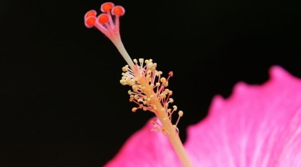 Beautiful hibiscus flowers on the grounds of this Amazon Eco lodge.