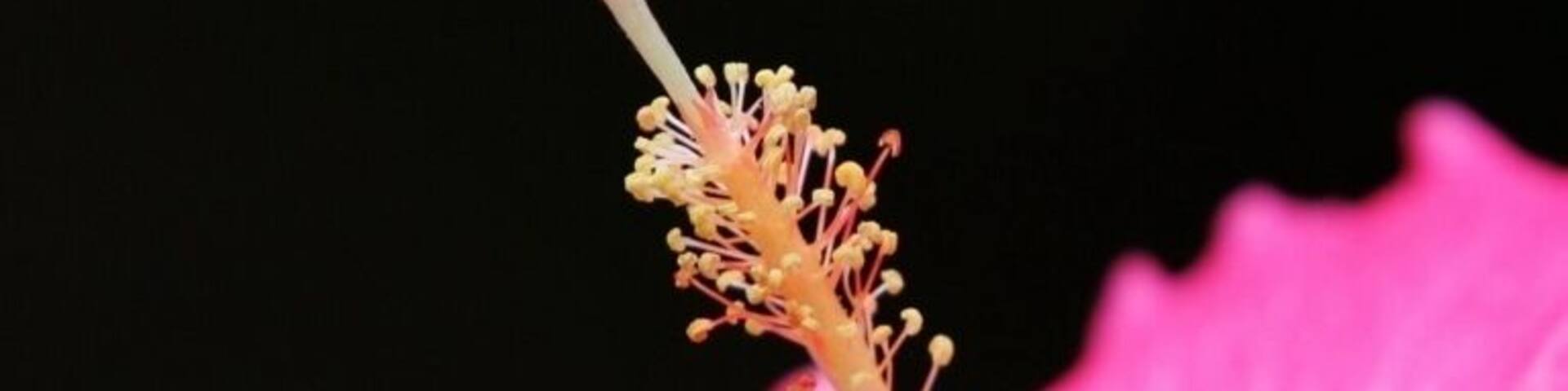 Beautiful hibiscus flowers on the grounds of this Amazon Eco lodge.