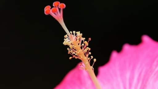 Beautiful hibiscus flowers on the grounds of this Amazon Eco lodge.