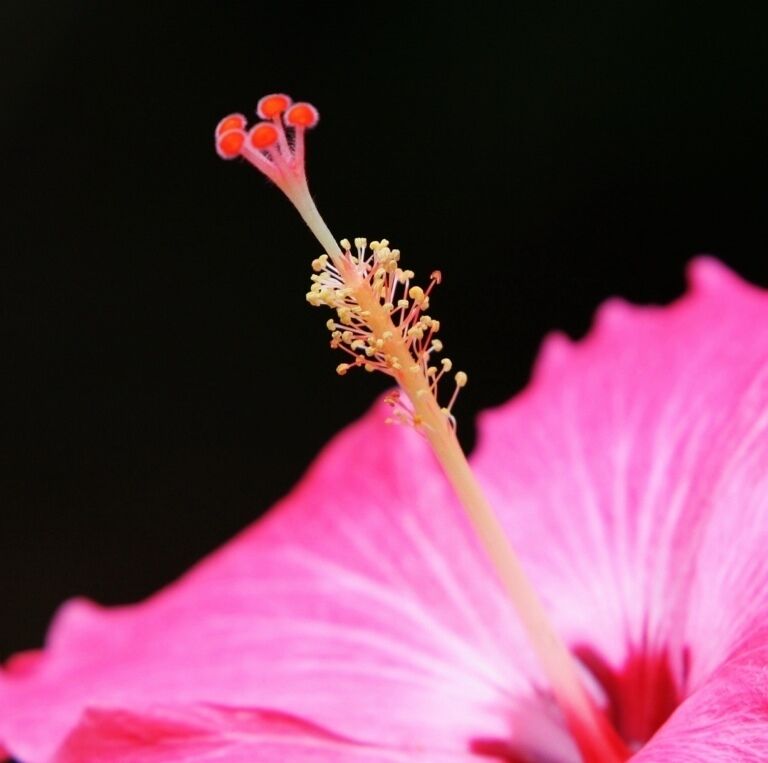 A close-up of a pink hibiscus flower with prominent stamens.