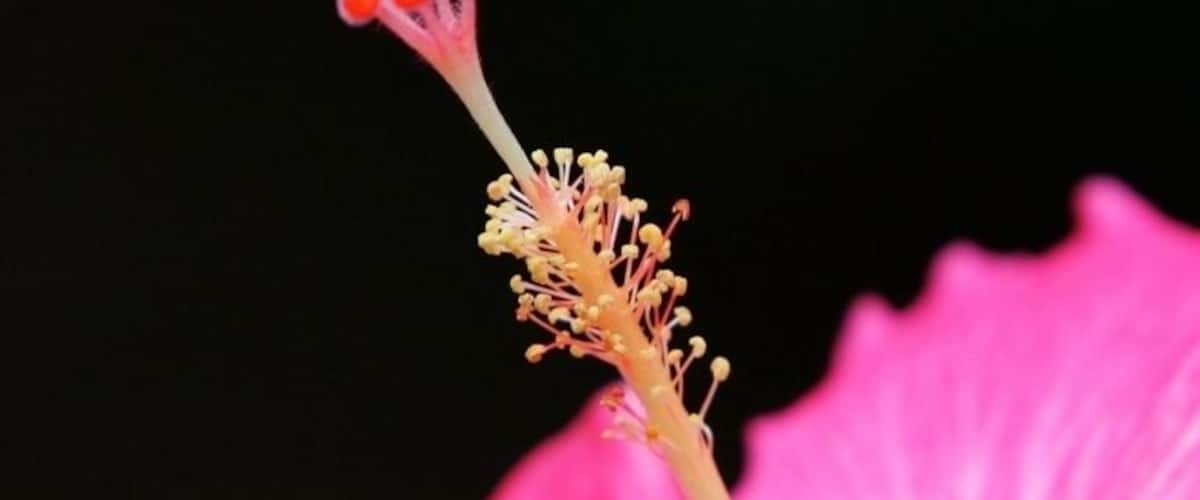 A close-up of a pink hibiscus flower with prominent stamens.