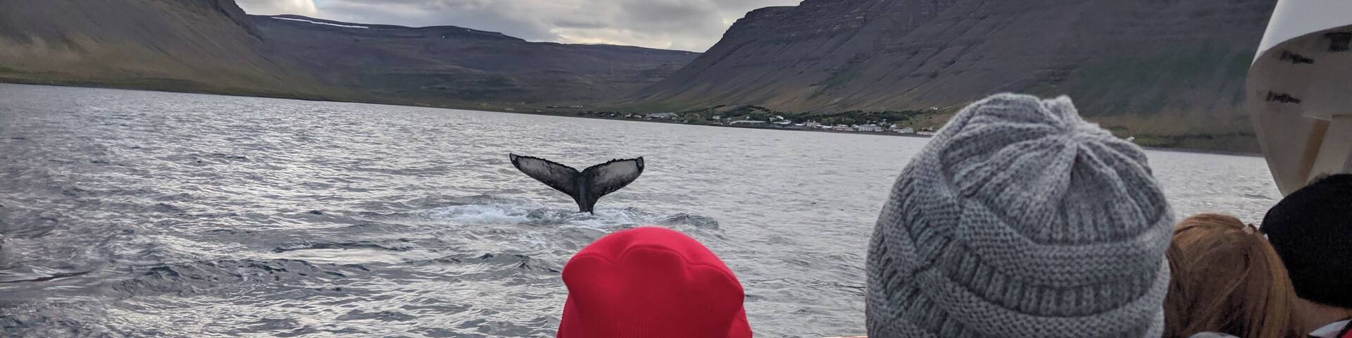 A fishing and whale watching boat tour that lasted about an hour in a bay near a small Icelandic fishing down. Humpback whale, got within about 60 feet of it. #Adventure