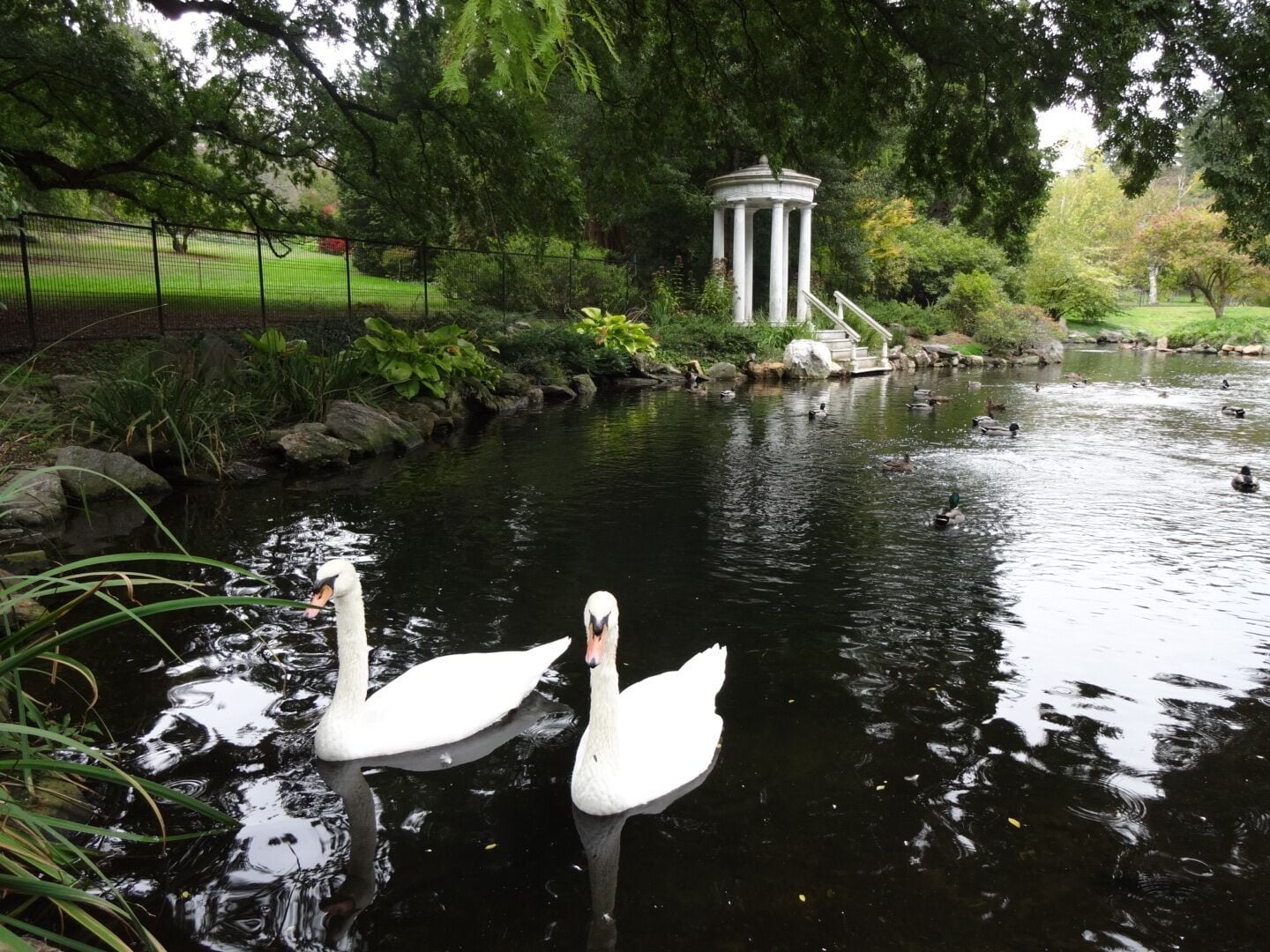 The swan pond was designed and installed in 1905 by John Morris. This is an artificial lake created by damming the East Brook, which naturally flows through the Arboretum. Files from that time period indicate the Morrises purchased a pair of swans in 1923, for $82.50. These are not those swans...