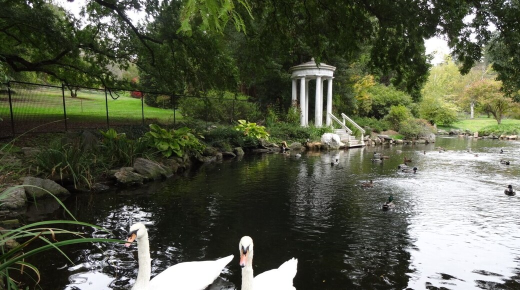 The swan pond was designed and installed in 1905 by John Morris. This is an artificial lake created by damming the East Brook, which naturally flows through the Arboretum. Files from that time period indicate the Morrises purchased a pair of swans in 1923, for $82.50. These are not those swans...