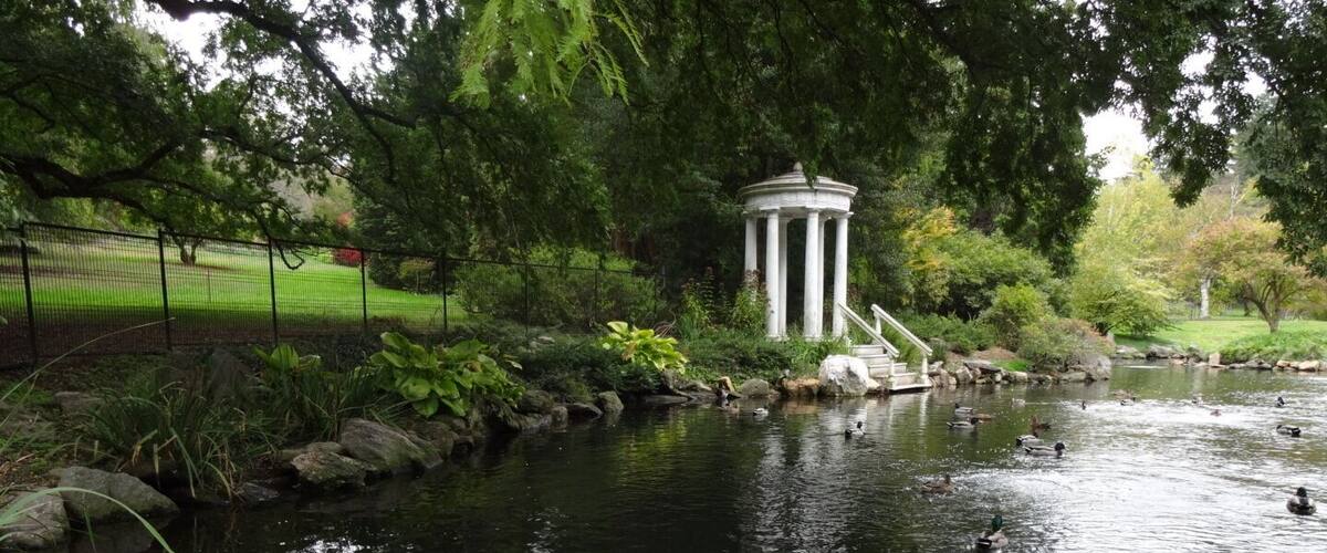 The swan pond was designed and installed in 1905 by John Morris. This is an artificial lake created by damming the East Brook, which naturally flows through the Arboretum. Files from that time period indicate the Morrises purchased a pair of swans in 1923, for $82.50. These are not those swans...