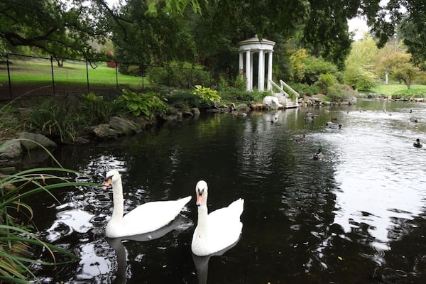 The swan pond was designed and installed in 1905 by John Morris. This is an artificial lake created by damming the East Brook, which naturally flows through the Arboretum. Files from that time period indicate the Morrises purchased a pair of swans in 1923, for $82.50. These are not those swans...