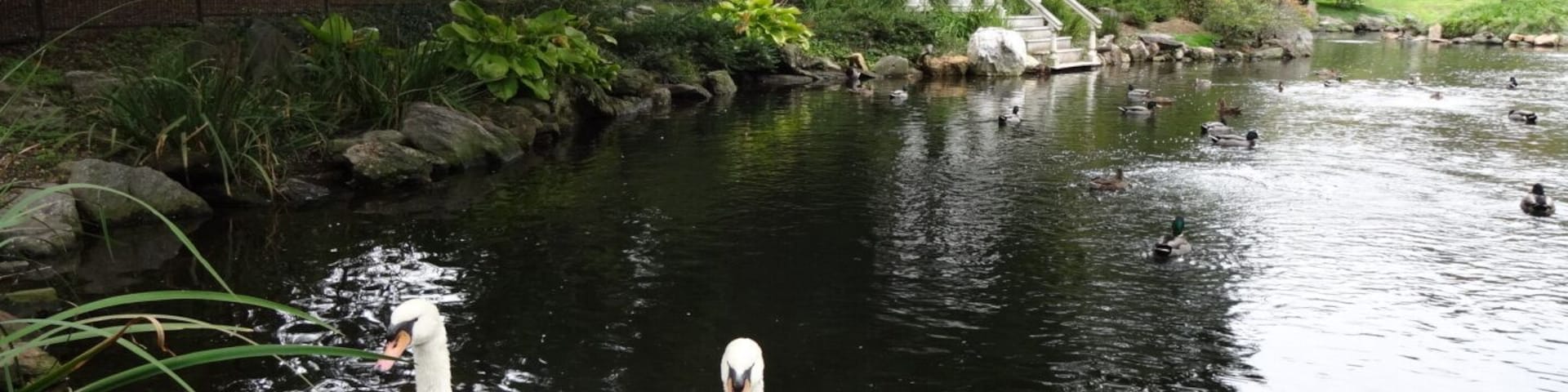The swan pond was designed and installed in 1905 by John Morris. This is an artificial lake created by damming the East Brook, which naturally flows through the Arboretum. Files from that time period indicate the Morrises purchased a pair of swans in 1923, for $82.50. These are not those swans...
