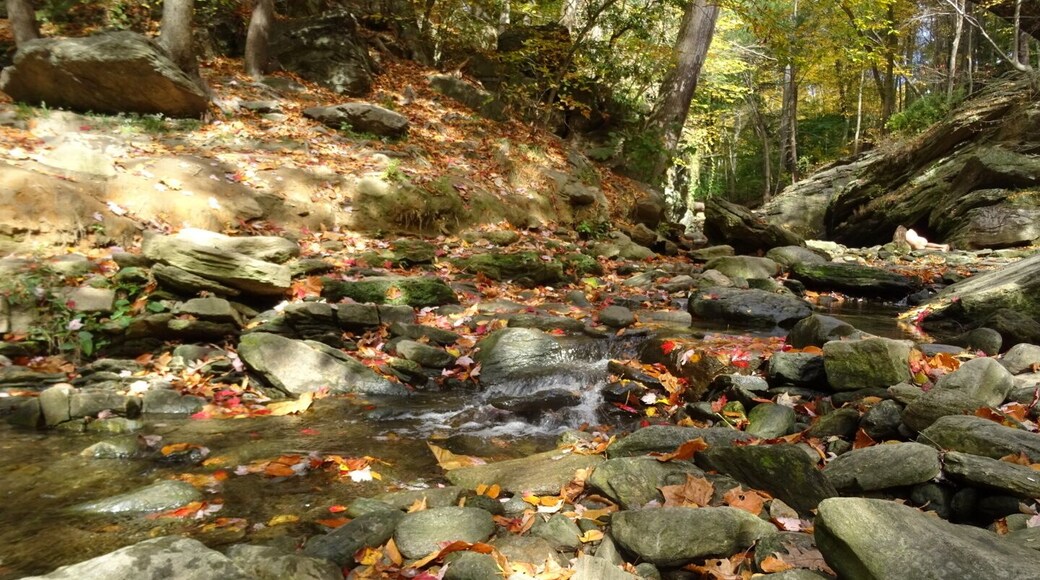 Fall foliage collecting on the rocks near Devil's Pool in Wissahickon Valley Park.
