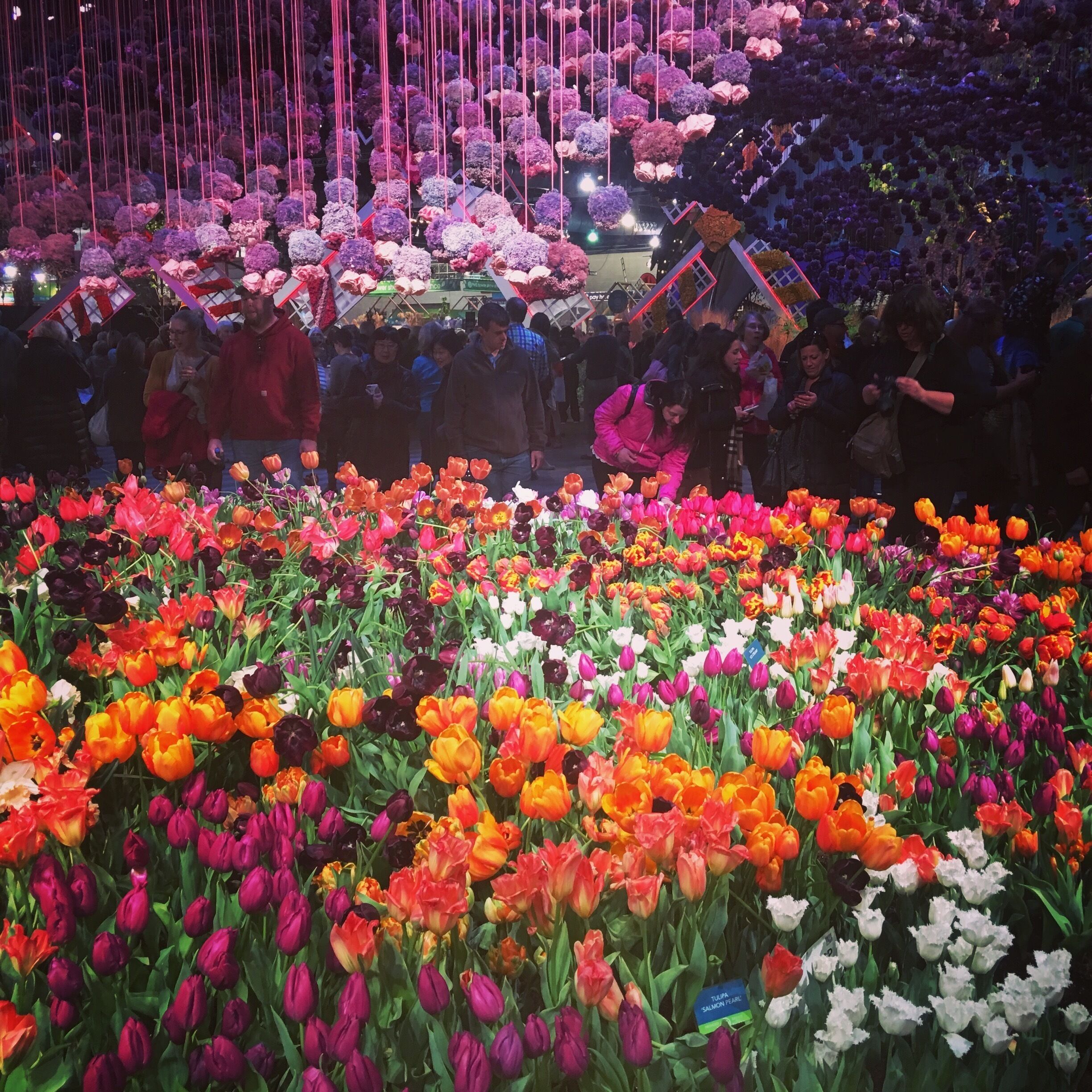 Colors at the Philadelphia flower show 2017
