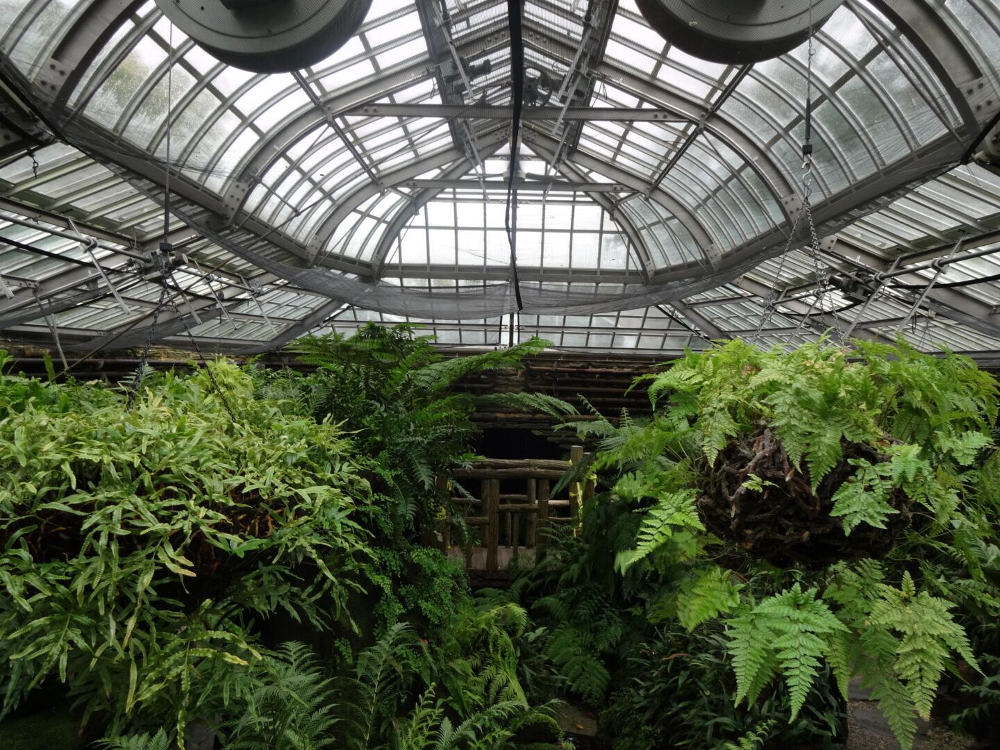 A view of the fern collection as it stands today inside the refurbished fernery. At one time the collection included 523 fern varieties.