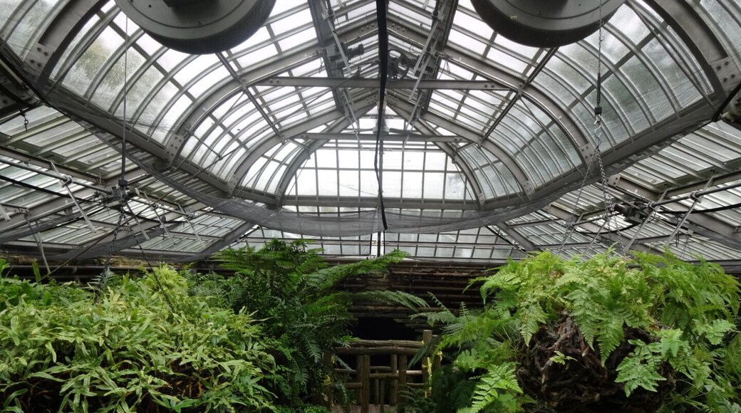 A view of the fern collection as it stands today inside the refurbished fernery. At one time the collection included 523 fern varieties.