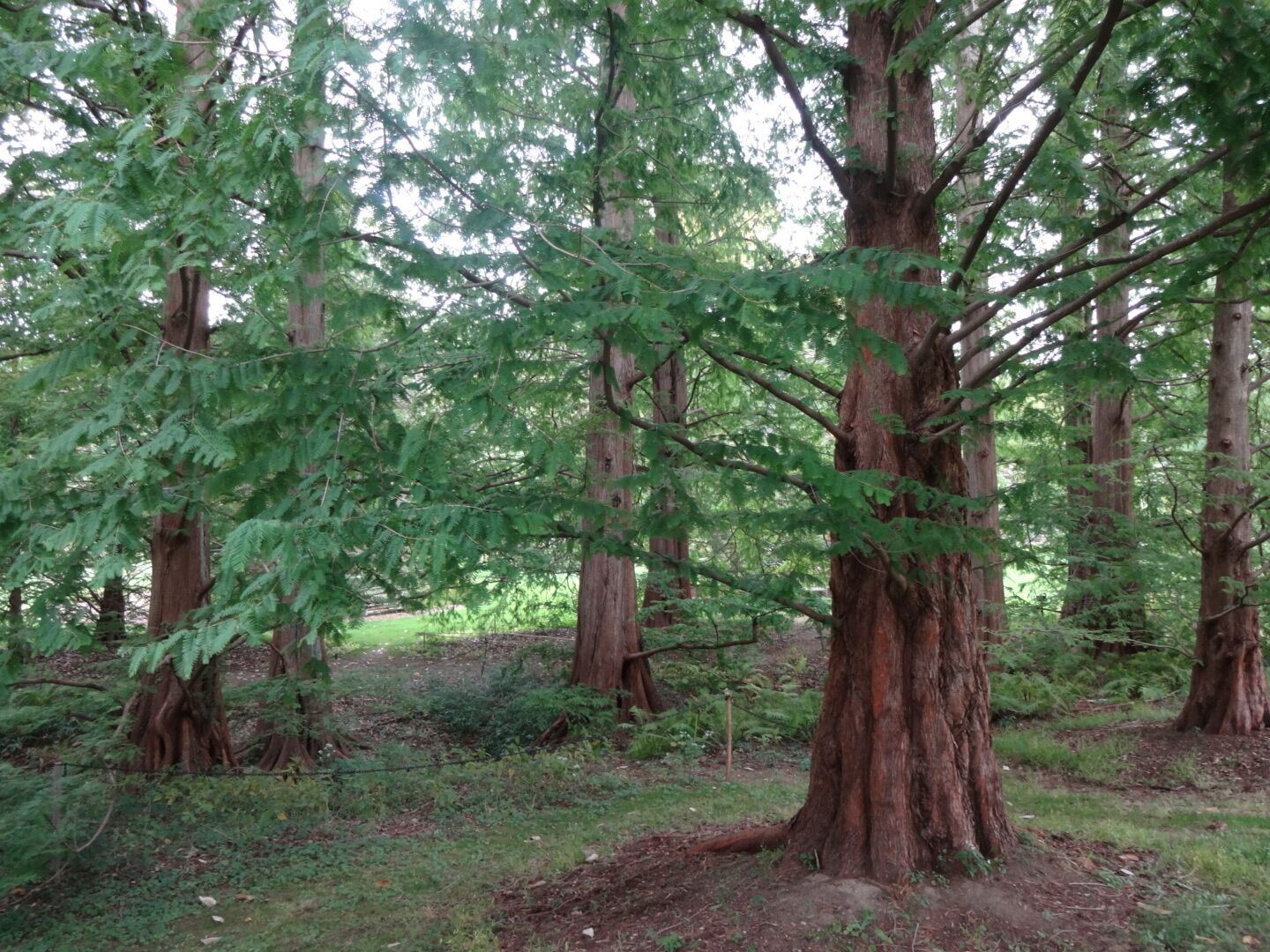 This grove of Dawn Redwoods (Metasequoia glyptostroboides) was planted in the 1950's. This tree was thought to be extinct until a living specimen was re-discovered in China in the 1940's. Walking among these majestic deciduous conifers takes you completely out of being in a structured botanical garden and summons the sensation of being in an ancient forest.  