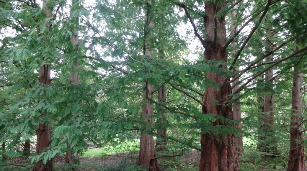 This grove of Dawn Redwoods (Metasequoia glyptostroboides) was planted in the 1950's. This tree was thought to be extinct until a living specimen was re-discovered in China in the 1940's. Walking among these majestic deciduous conifers takes you completely out of being in a structured botanical garden and summons the sensation of being in an ancient forest.