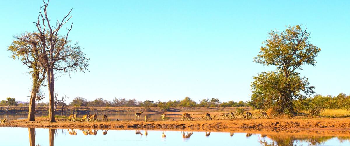 A calm lake with reflections of trees and animals.