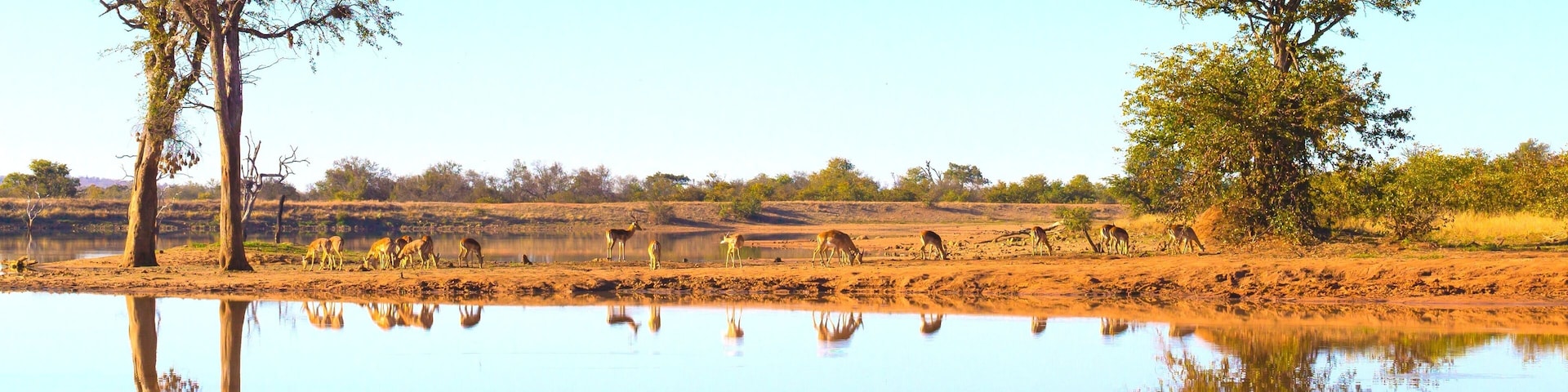 A calm lake with reflections of trees and animals.