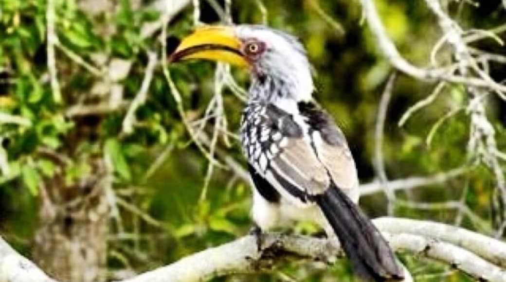 The Hornbill - it's a bird in South Africa. I'm not really a "bird watcher" but I know a few. They are ... Dedicated and... Passionate and I make fun of them when they are not listening. 🐣