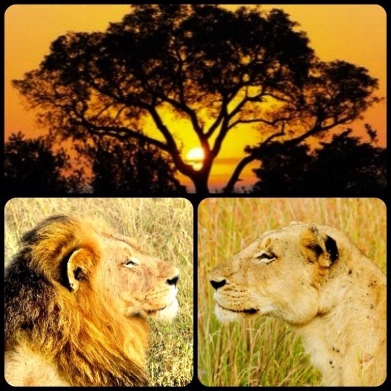 Un atardecer con la silueta de un árbol, un león y una leona en un campo de hierba.