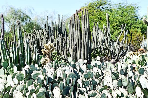 Beautiful garden. Well worth the effort. Loads of cactus.
#Trovember