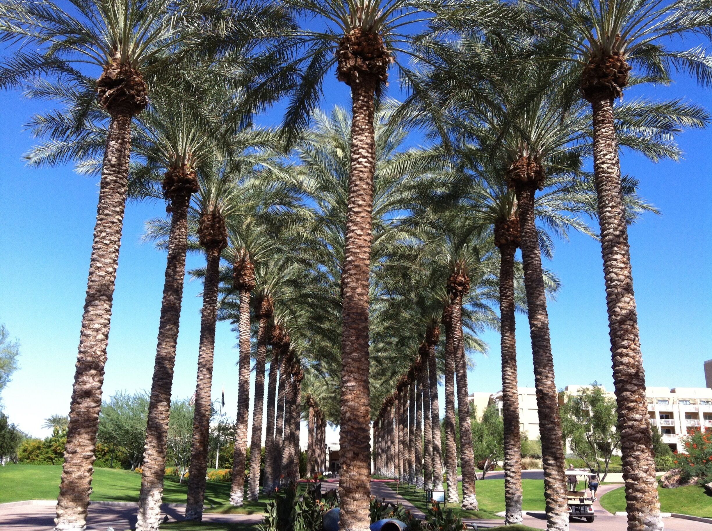 #palmtrees 🌴 #patterns