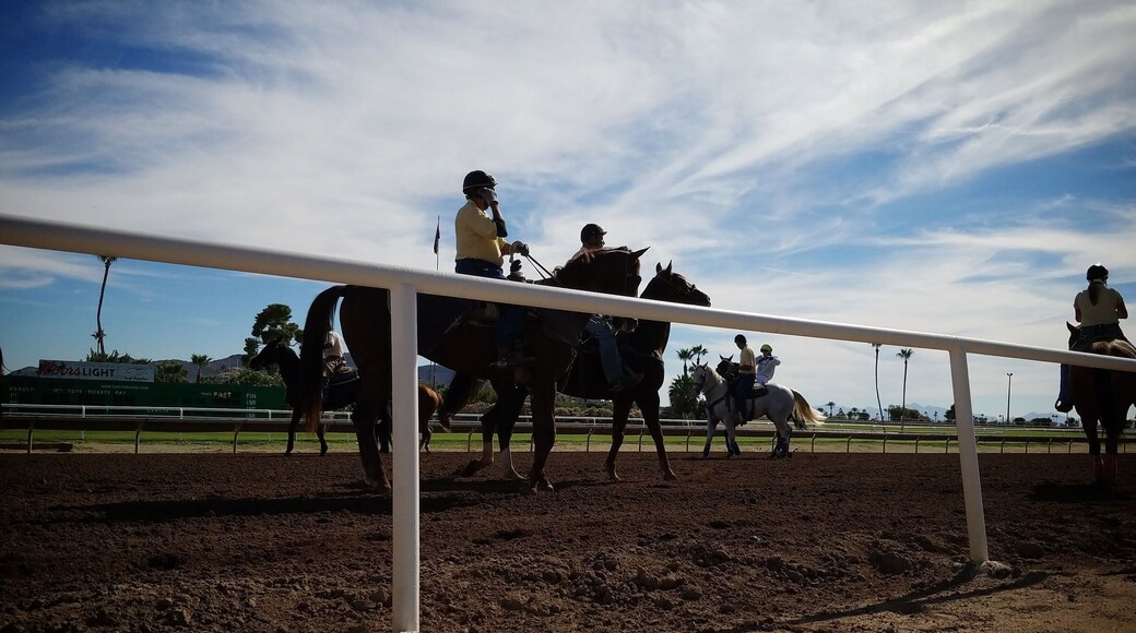 Race horse track