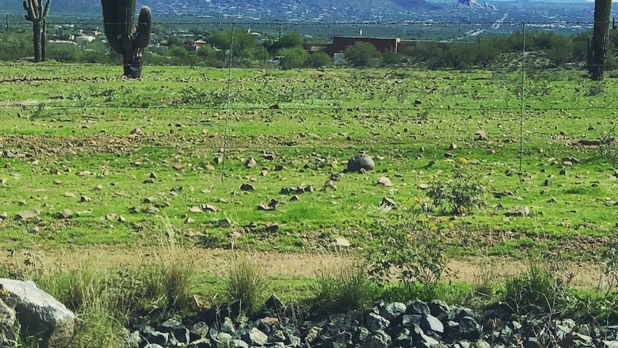 A normal brown desert is GREEN with record-breaking amounts of rain in October. #GreatOutdoors
