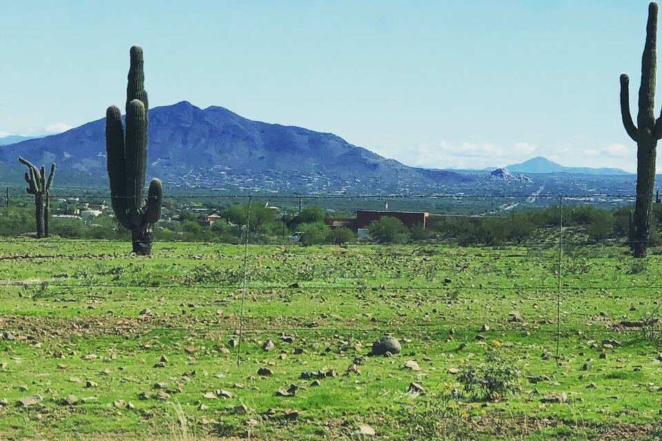 Un champ verdoyant parsemé de cactus, avec une montagne en arrière-plan.