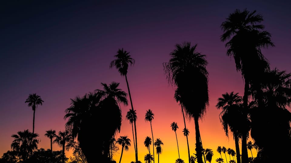 A sunset with silhouettes of palm trees against a purple sky.
