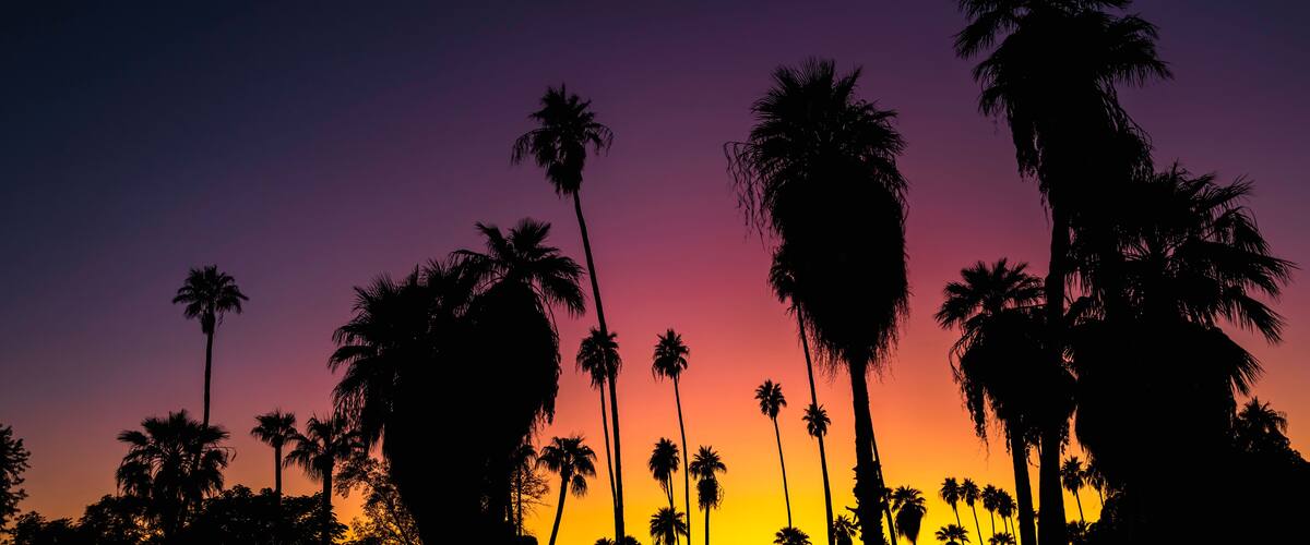 A sunset with silhouettes of palm trees against a purple sky.