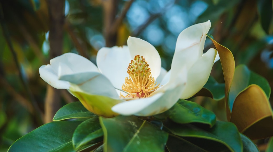 Classic magnolia tree. Magnolia grandiflora flower close up. Flowering tree in the seaside climate.