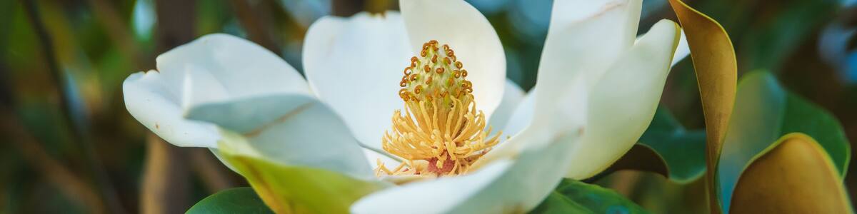 Classic magnolia tree. Magnolia grandiflora flower close up. Flowering tree in the seaside climate.