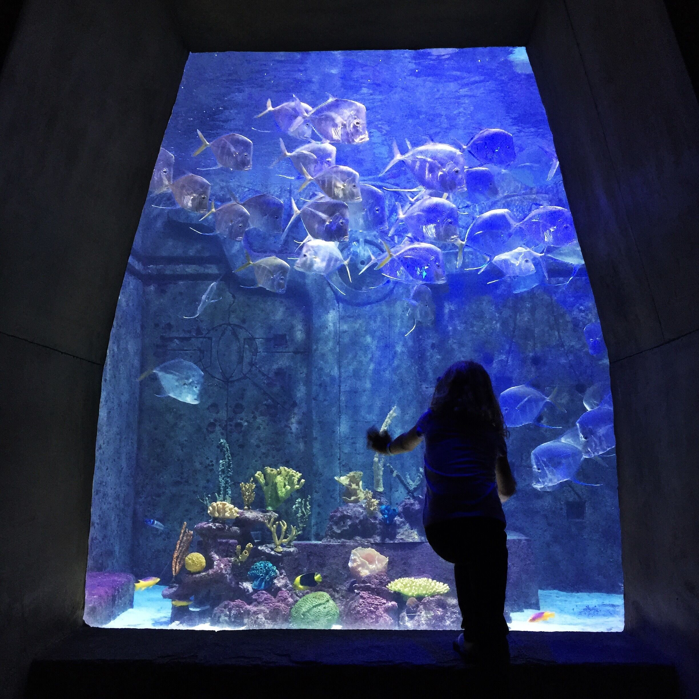 The aquarium at the Atlantis hotel.  