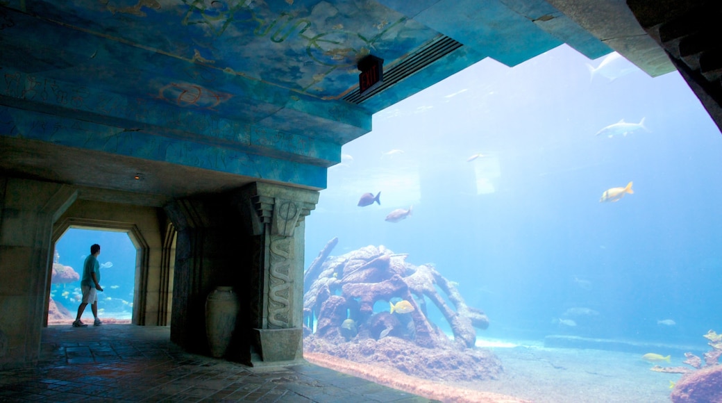 Paradise Island which includes interior views, coral and marine life