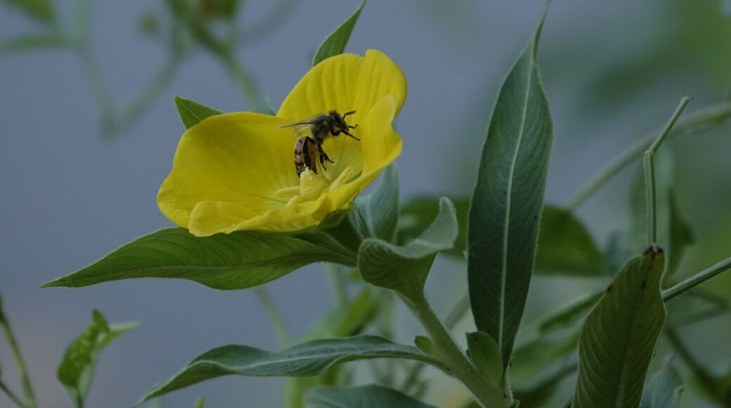 Bee's are great pollinators!