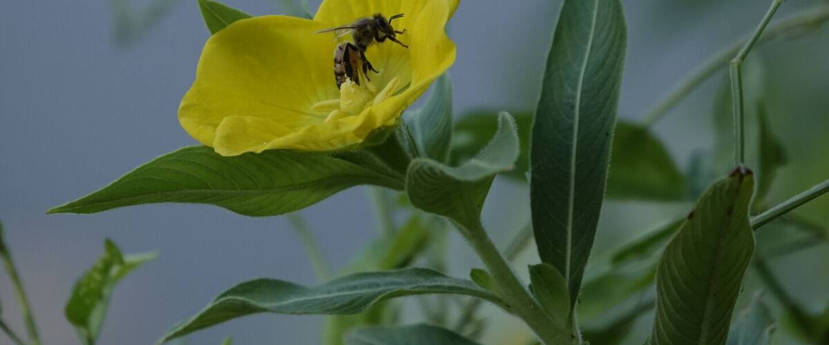 Bee's are great pollinators!