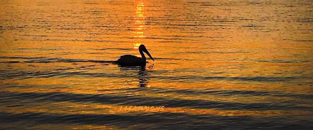 Katherine B. Tippetts Park offers plenty of greenspace for the community to enjoy outdoor activities and wildlife on the waterfront at Pinellas Point, Florida.
#nature #outdoors #sun #sunset #sky #colors #orange #horizon #bird #pelican #silhouette #water #beach #shore #coast #Florida #roadtrip #Myhome