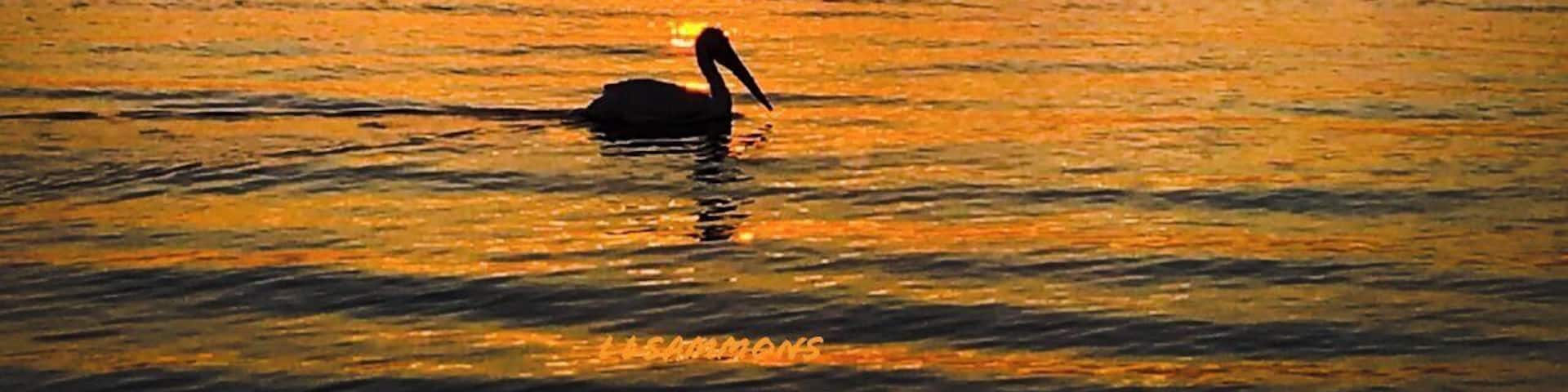 Katherine B. Tippetts Park offers plenty of greenspace for the community to enjoy outdoor activities and wildlife on the waterfront at Pinellas Point, Florida.
#nature #outdoors #sun #sunset #sky #colors #orange #horizon #bird #pelican #silhouette #water #beach #shore #coast #Florida #roadtrip #Myhome