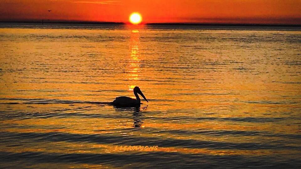 A sunset over the ocean with a silhouette of a person swimming.