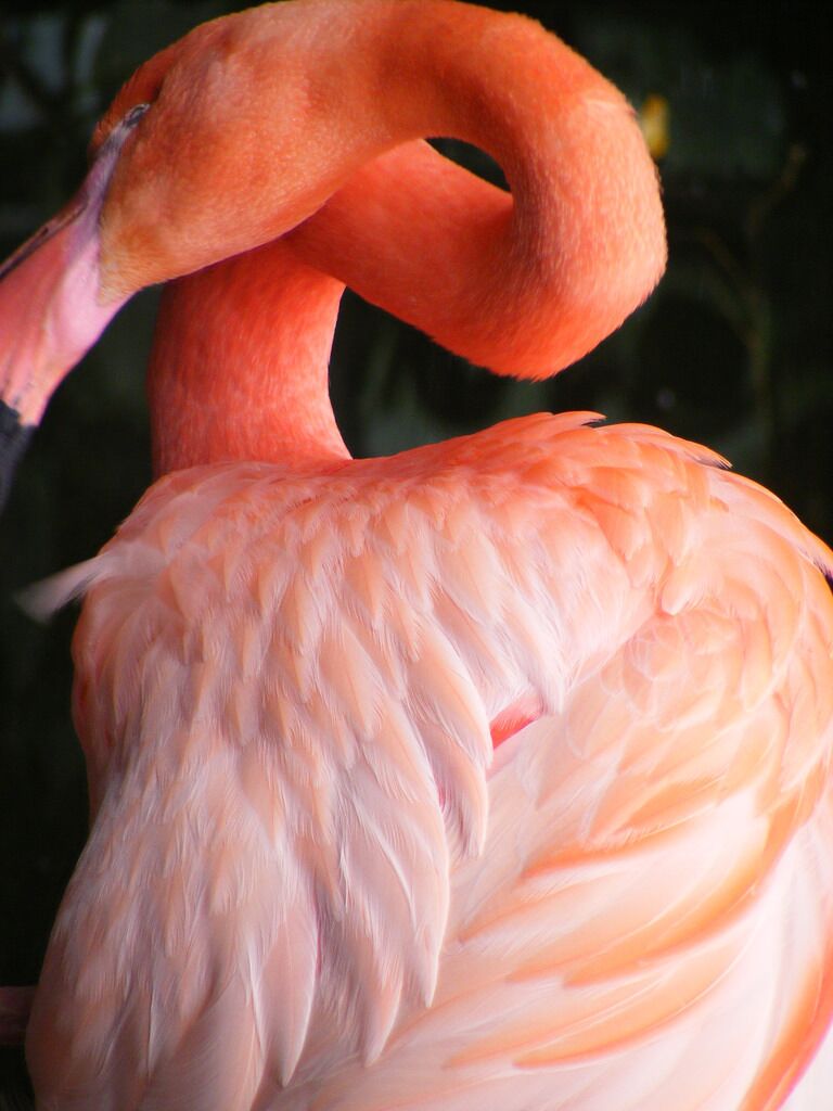 This flamingo was resting comfortably during my trip to the National Aviary. Happily, I did not get pooped on this time! #MyBackyard