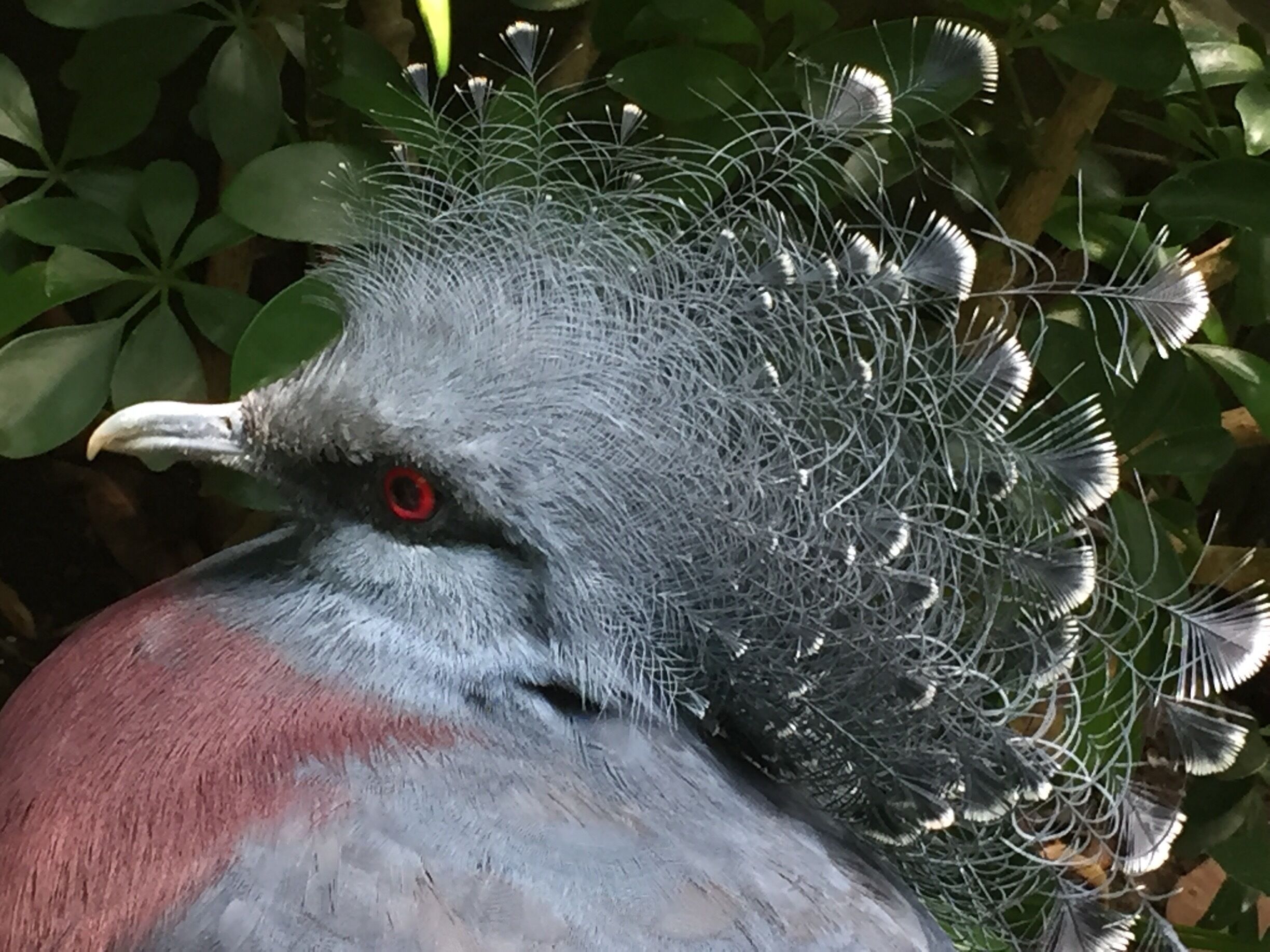 The National Aviary in Pittsburg is just amazing. Several great shows and an amazing array of birds. Thank you Mr. Jones for your pics that prompted our trip. 