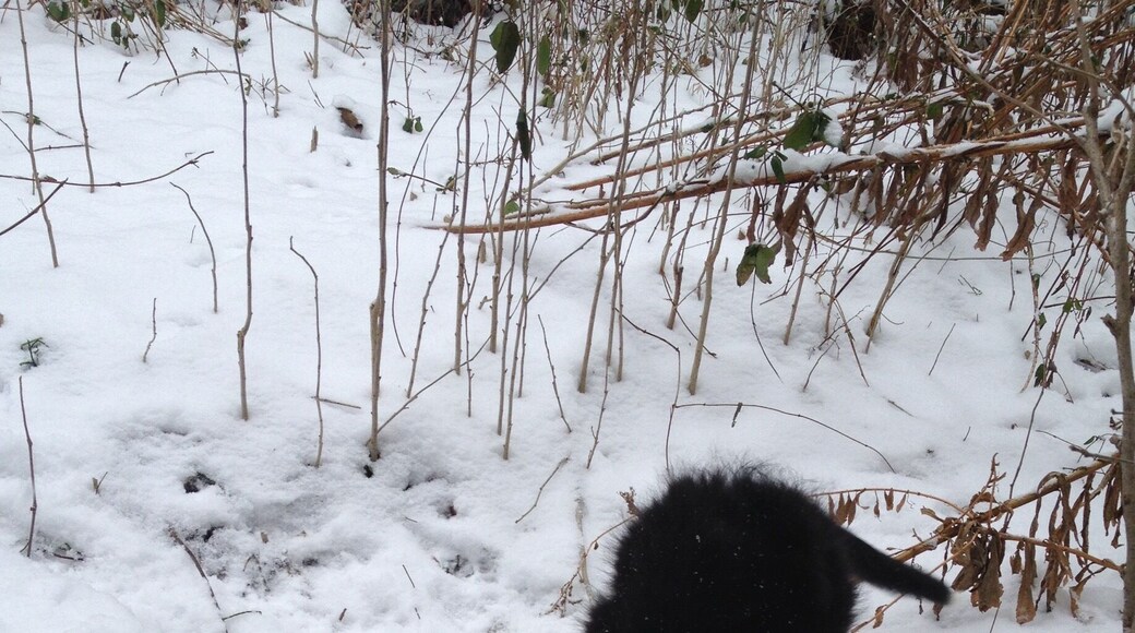 Pittsburgh winters are brutal! #snow