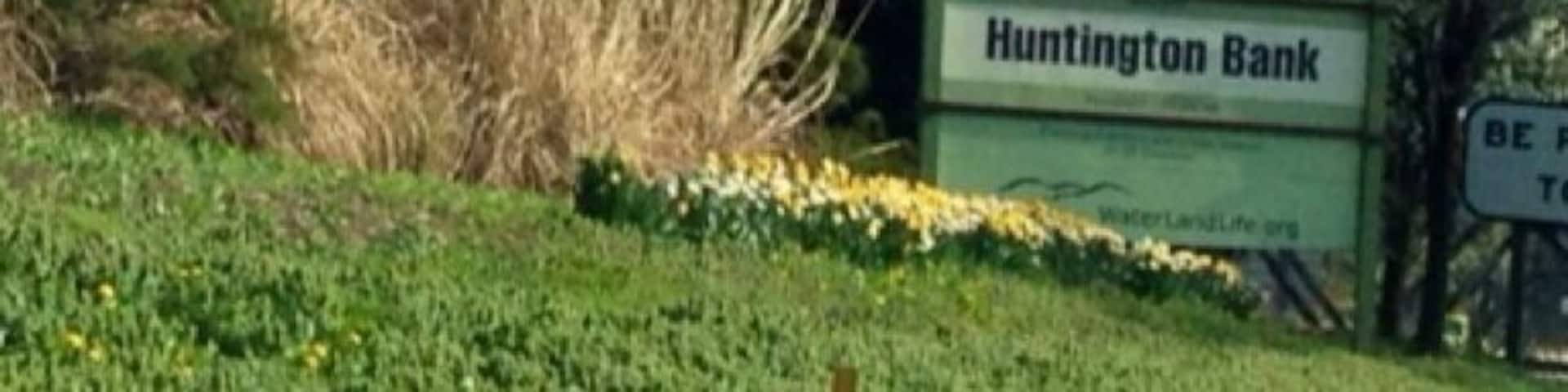 Beautiful spring blossoms on the Parkway West near the south portal of the Fort Pitt Tunnel.