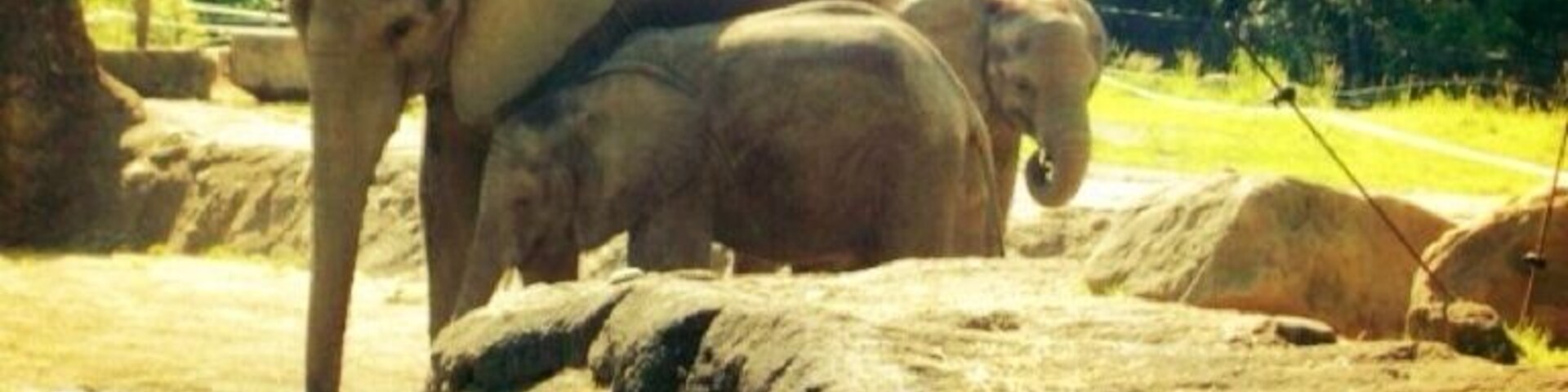 The elephant family looks so happy