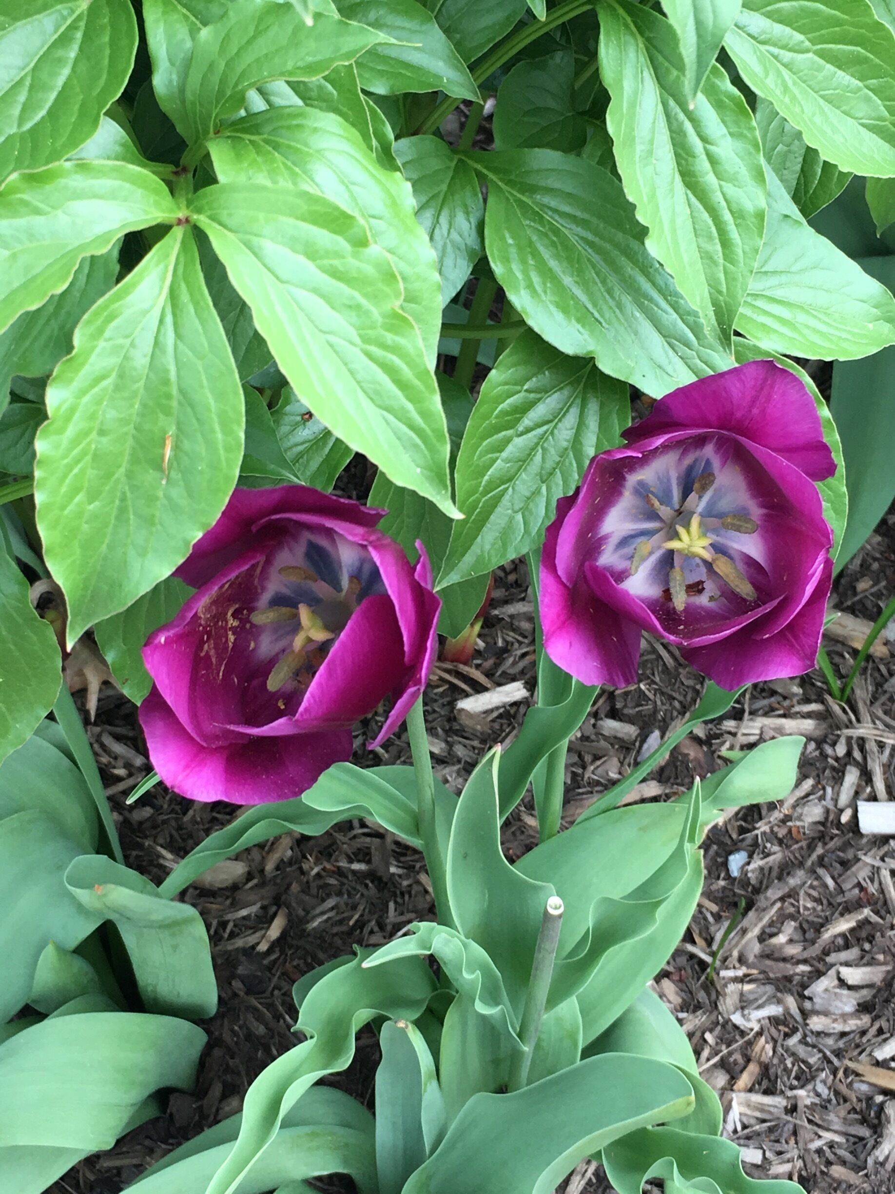 Spring has sprung! #springfun