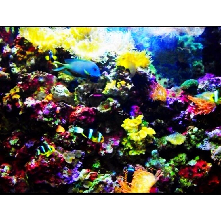 One of the tanks inside the aquarium ... Love the colors 