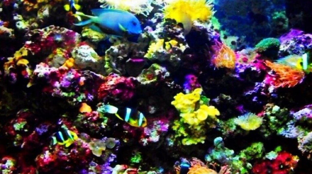 One of the tanks inside the aquarium ... Love the colors