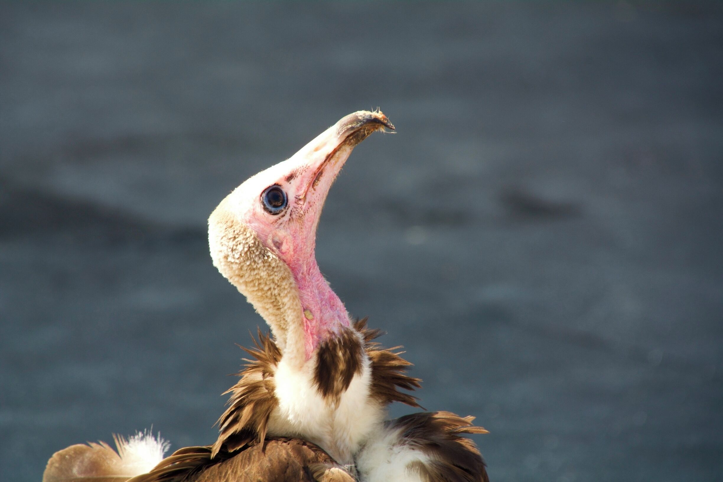 Mr Vulture, you are beautiful.  More from the National Aviary in Pittsburg.  Such an amazing place.