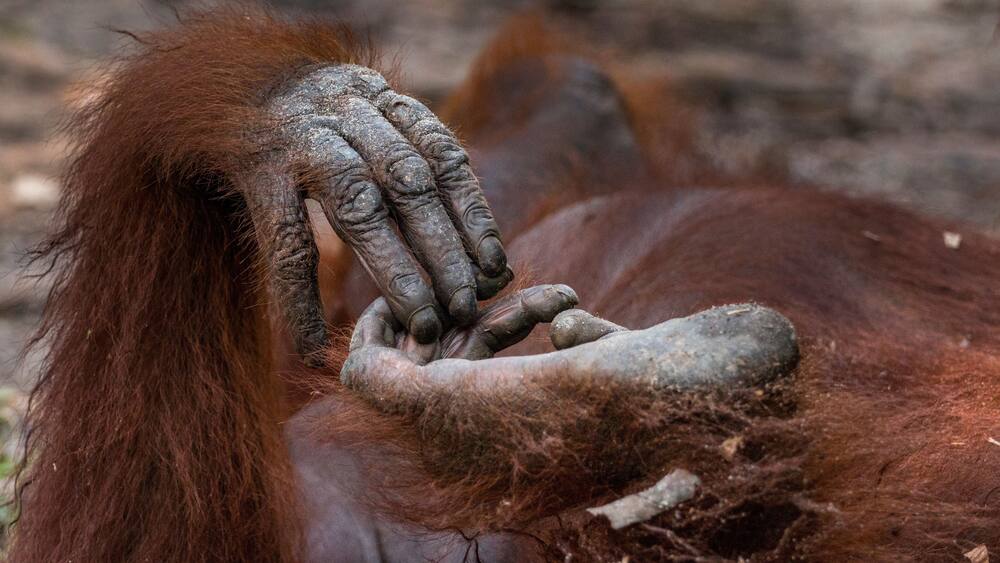 wild orangutan hand and feet